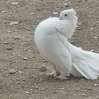 کبوتر دم چتری کاکلی پاپر