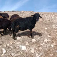 قوچ قره قزل|حیوانات مزرعه|ماهنشان, |دیوار