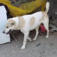 سگ نگهبان|سگ|تبریز, |دیوار