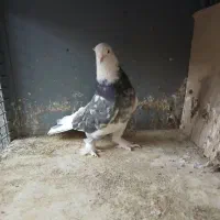 سلام خدمت دوستان پنج تا کفتر دونه ای ۱۵۰۰|پرنده|ری, ولی آباد|دیوار