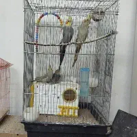 جوجه عروس هلندی