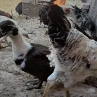 خروس محلی چهل تاج ومرندی