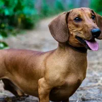 سگ پیدا شده