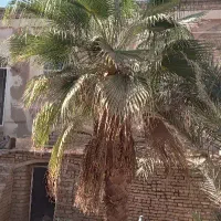 فروش درخت نخل پالم واشنگتن تنه سرخ