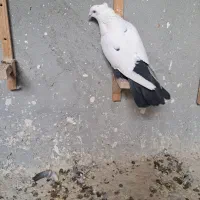 دم سیاه نر جوون|پرنده|شیراز, میانرود|دیوار