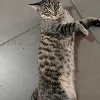 گربه سالم‌