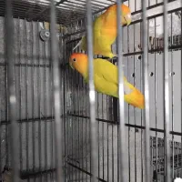 کتوله اپال سرنارنجی باتخم