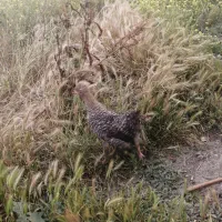 جوجه طبیعی کاکلی دوماهه