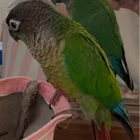 پرنده گرینچیک گم شده