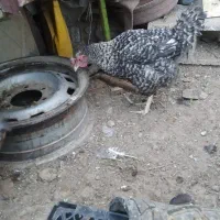 بوقلمون خروس محلی|حیوانات مزرعه|ارژن, |دیوار