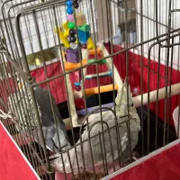 قفس عروس هلندی|لوازم جانبی حیوانات|نسیم‌شهر, |دیوار