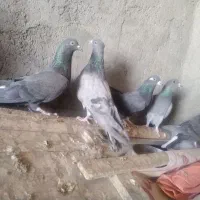 دمگیر دولا و دوبهر غلاق و فیروزه ای|پرنده|اصفهان, بوستان ناژوان|دیوار