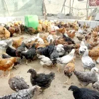 مرغ تخم گزار|حیوانات مزرعه|سندرک, |دیوار