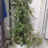 دو عدد پتوس ابلق و ساده پر قیمت دونه ای ۱۲۵۰|گل و گیاه طبیعی|نسیم‌شهر, |دیوار