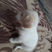 سگ شیتزوتوله2ماهه|سگ|بومهن, |دیوار