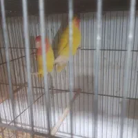 یک جفت کتوله مولدخوشرنگ