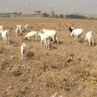 بز سانن
