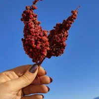 سماق قرمز|خوردنی و آشامیدنی|تهران, ونک|دیوار