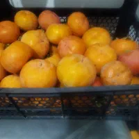 فروش خرمالو ارگانیک بدون سم کودشیمیایی