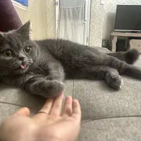 دو عدد گربه اسکاتیش و بریتیش