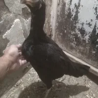 مرغ خروس لاری و جوجه لاری، تخم نطفه دار