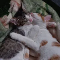 واگذاری گربه