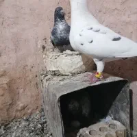 کبوتر جفتگاه