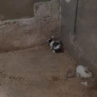 خرگوش فروشی|موش و خرگوش|قم, شهرک قدس|دیوار