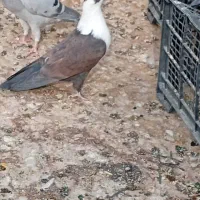 مقلف مخمل بی عیب|پرنده|کازرون, |دیوار