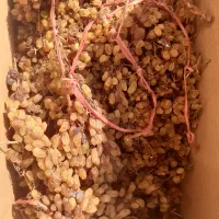 کشمش اشغار و شیره انگور درجه یک|خوردنی و آشامیدنی|شیروان (خراسان), |دیوار