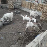 السلام علیکم ،چهارتاگوسفندسه بز ویک تروشت|حیوانات مزرعه|سراوان, |دیوار