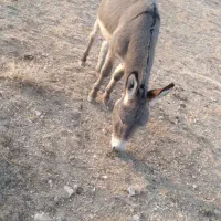 الاغ ماده جوان