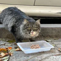 گربه پیدا شده