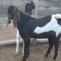 نر بز دو دندان