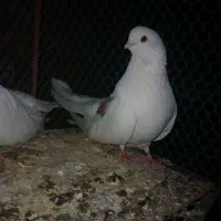 پشدار زیر قیمت