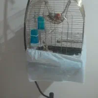 پرنده طوطی برزیلی