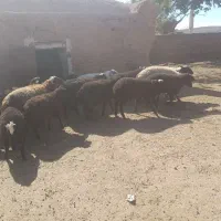 بره نر و ماده قوچ و میش|حیوانات مزرعه|صفادشت, |دیوار