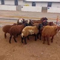 ۱۱عدد قوزی نر وماده  برای فروشی نگه داشتن|حیوانات مزرعه|اردبیل, |دیوار