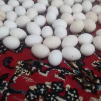 تخم مرغ و گل برنجاس