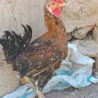 خروس چهل تاج گلین