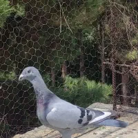 قره پلاکی سبز