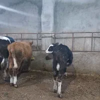 گوساله نر|حیوانات مزرعه|اردبیل, |دیوار