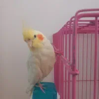 عروس هلندی نژاد لتینو،رام و دوست داشتنی|پرنده|تهران, وحیدیه|دیوار