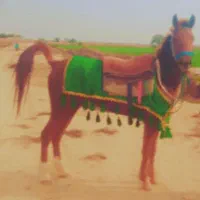 حمیدیه