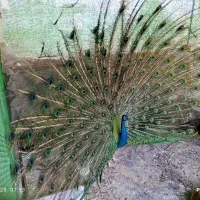 طاووس بالغ و جوجه طاووس هندی و سفید