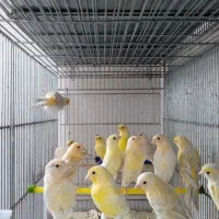 قناری رنگی 4 ماهه