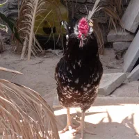 خروس چهل تاج
