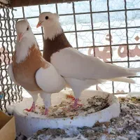 بوم کفتر رنگی طوقی . سرور . تهرونی پرشی . راعبی|پرنده|باغ بهادران, |دیوار