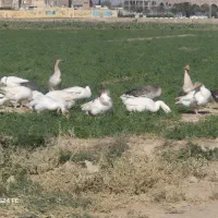 غاز|حیوانات مزرعه|قم, جمکران|دیوار