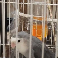 جفت کوتوله برزیلی|پرنده|مشهد, کارمندان دوم|دیوار